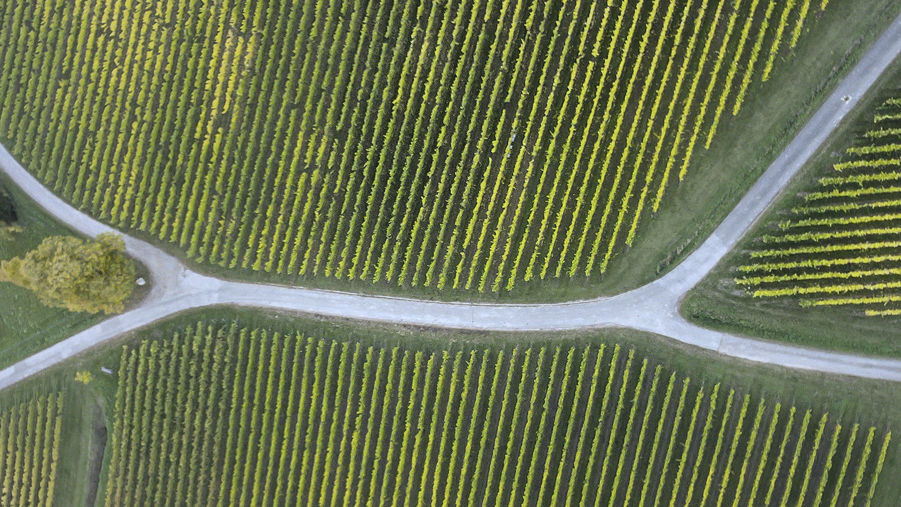 Weinberg aus der Vogelperspektive, ein Weg teilt sich
